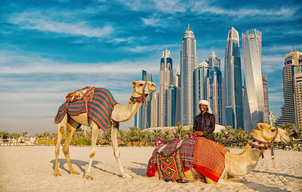 dubai emiratos arabes unidos 26 diciembre 2017 camellos fondo rascacielos playa emiratos arabes unidos dubai marina estilo playa jbr camellos rascacielos