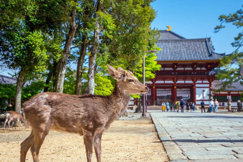 ciervos templo todaiji nara japon