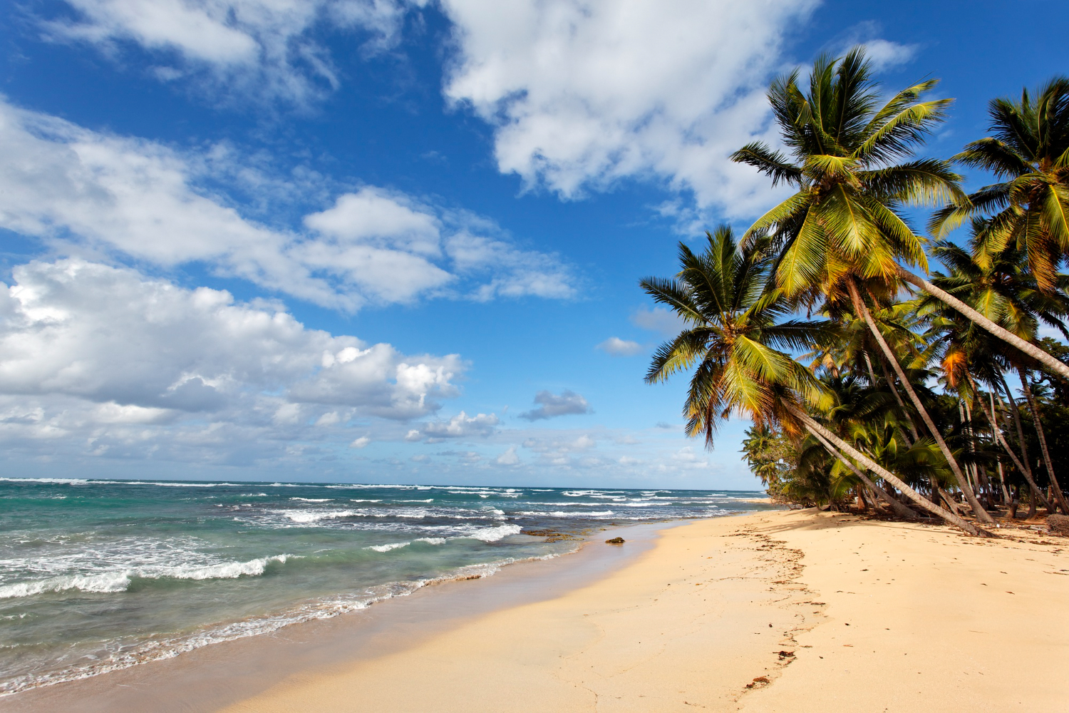 playa caribena palmeras cielo azul